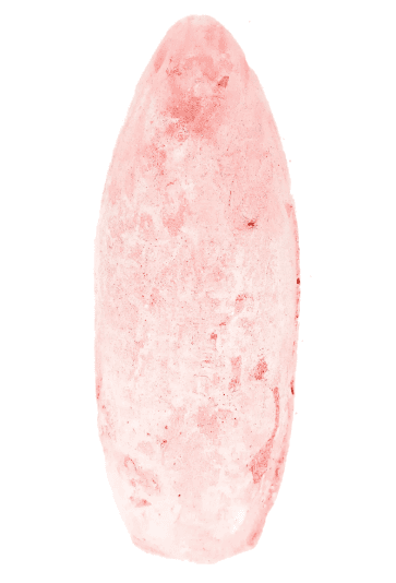 Pemba Rosa
